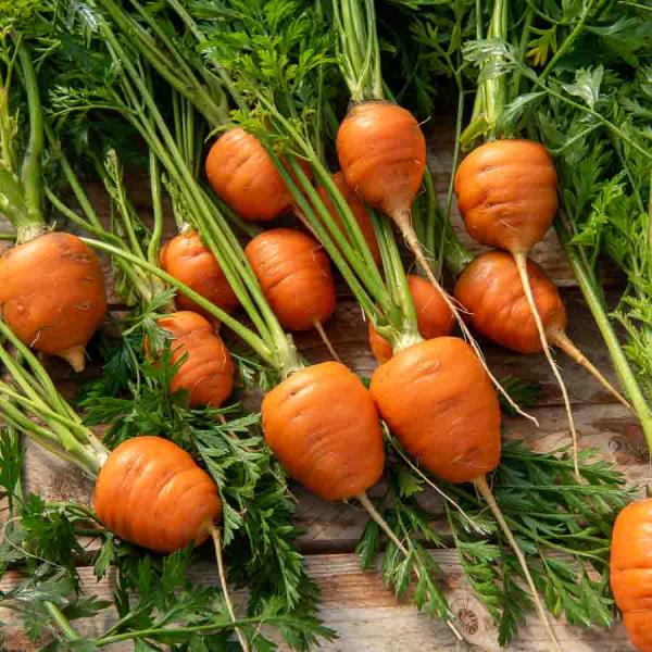 Potagères - Carotte Ronde Marché de Paris - face recto